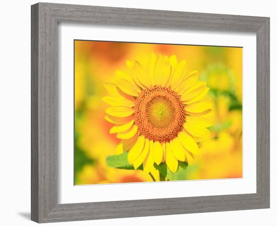 Sunflower-null-Framed Photographic Print