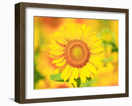 Sunflower-null-Framed Photographic Print