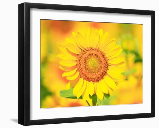 Sunflower-null-Framed Photographic Print