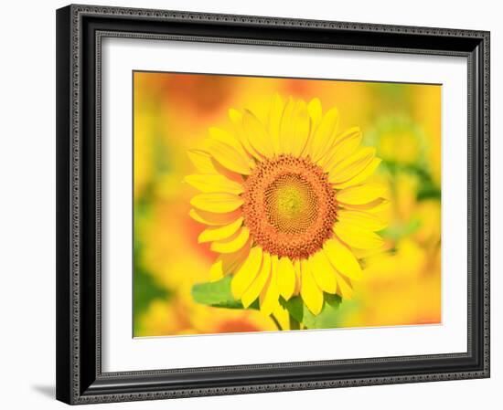 Sunflower-null-Framed Photographic Print