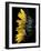 Sunflower-Lori Hutchison-Framed Photographic Print