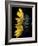 Sunflower-Lori Hutchison-Framed Photographic Print