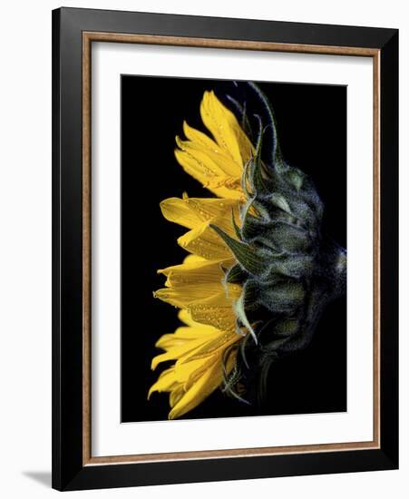 Sunflower-Lori Hutchison-Framed Photographic Print