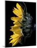 Sunflower-Lori Hutchison-Mounted Photographic Print