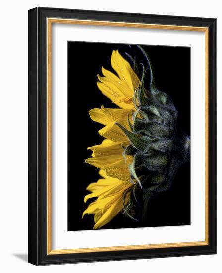 Sunflower-Lori Hutchison-Framed Photographic Print