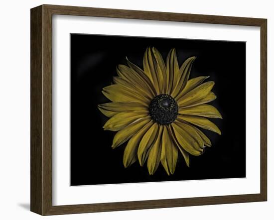 Sunflower-Lori Hutchison-Framed Photographic Print