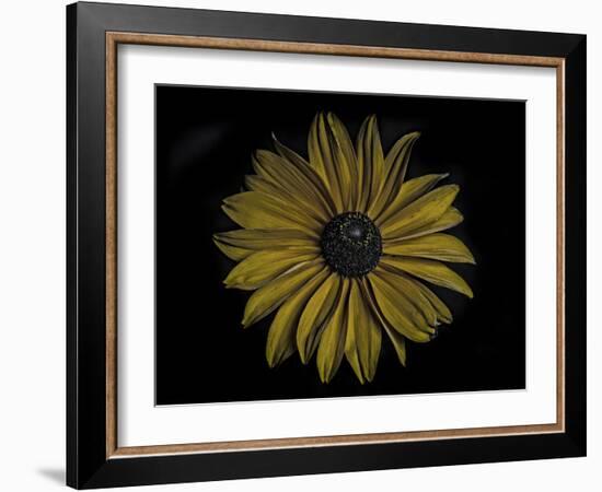 Sunflower-Lori Hutchison-Framed Photographic Print