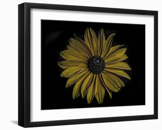 Sunflower-Lori Hutchison-Framed Photographic Print