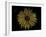 Sunflower-Lori Hutchison-Framed Photographic Print