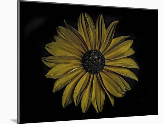 Sunflower-Lori Hutchison-Mounted Photographic Print