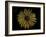 Sunflower-Lori Hutchison-Framed Photographic Print