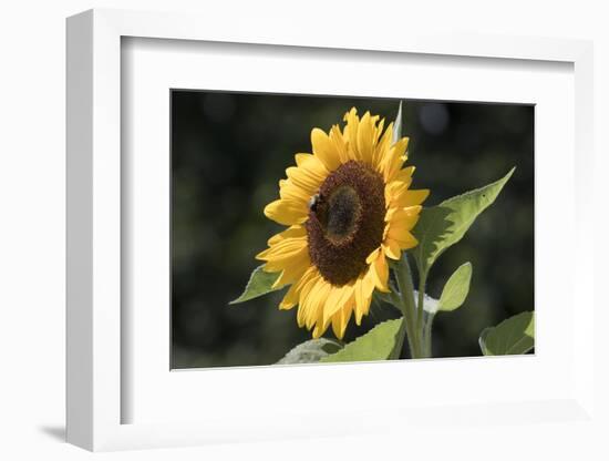 Sunflower-null-Framed Photographic Print