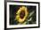 Sunflower-null-Framed Photographic Print