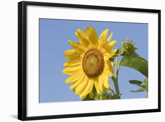 Sunflower-null-Framed Photographic Print