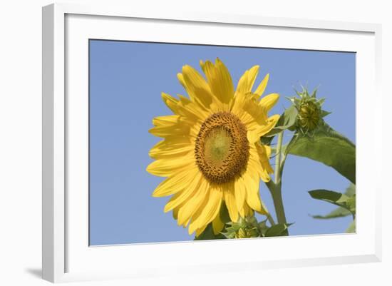 Sunflower-null-Framed Photographic Print