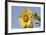 Sunflower-null-Framed Photographic Print