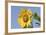 Sunflower-null-Framed Photographic Print