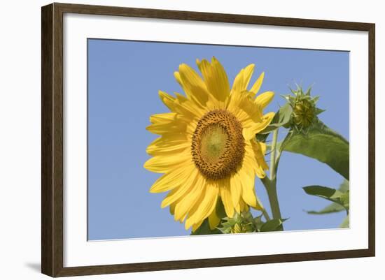 Sunflower-null-Framed Photographic Print