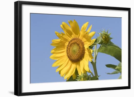 Sunflower-null-Framed Photographic Print