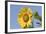 Sunflower-null-Framed Photographic Print