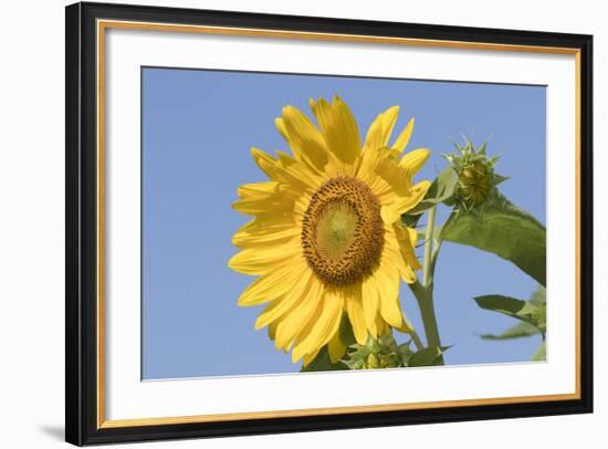 Sunflower-null-Framed Photographic Print