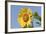 Sunflower-null-Framed Photographic Print