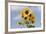 Sunflower-null-Framed Photographic Print