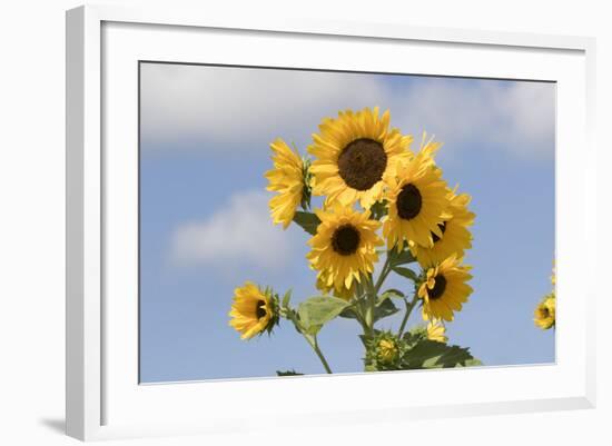 Sunflower-null-Framed Photographic Print