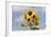 Sunflower-null-Framed Photographic Print