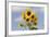 Sunflower-null-Framed Photographic Print