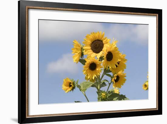 Sunflower-null-Framed Photographic Print