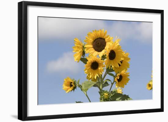 Sunflower-null-Framed Photographic Print