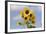 Sunflower-null-Framed Photographic Print