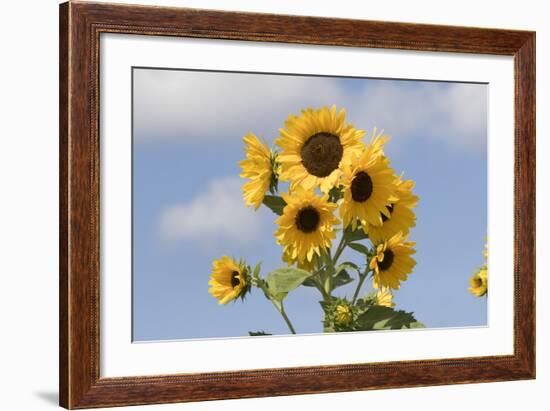 Sunflower-null-Framed Photographic Print