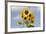 Sunflower-null-Framed Photographic Print