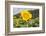 Sunflower-Lynn M^ Stone-Framed Photographic Print