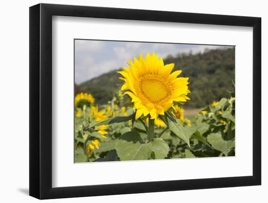 Sunflower-Lynn M^ Stone-Framed Photographic Print