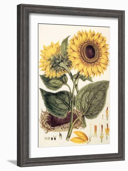 Sunflower-John Miller-Framed Giclee Print