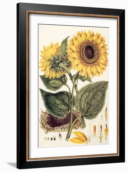 Sunflower-John Miller-Framed Giclee Print