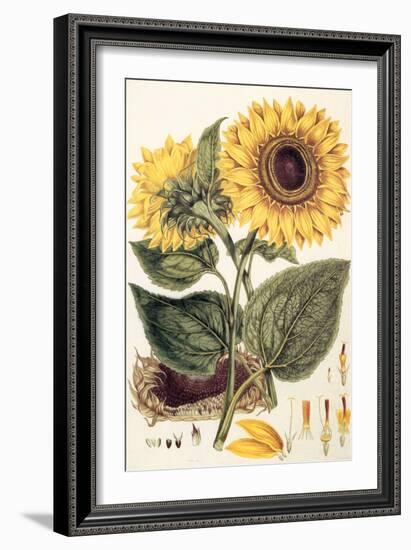 Sunflower-John Miller-Framed Giclee Print