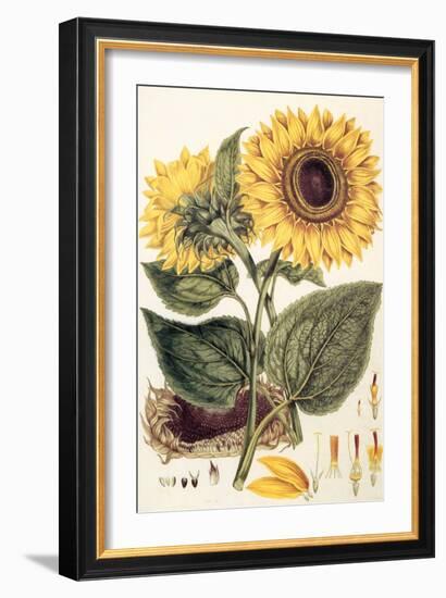 Sunflower-John Miller-Framed Giclee Print