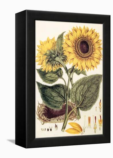 Sunflower-John Miller-Framed Premier Image Canvas