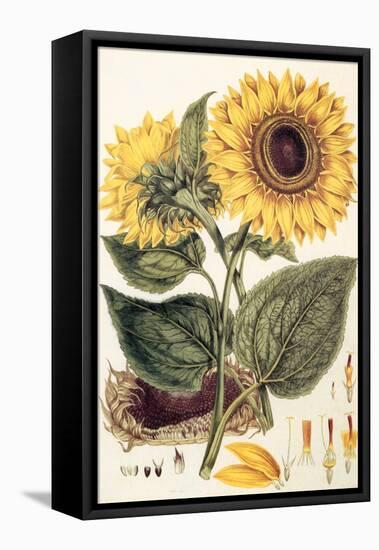 Sunflower-John Miller-Framed Premier Image Canvas