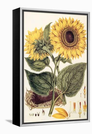 Sunflower-John Miller-Framed Premier Image Canvas