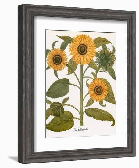 Sunflower-Besler Basilius-Framed Giclee Print