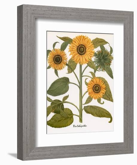 Sunflower-Besler Basilius-Framed Giclee Print