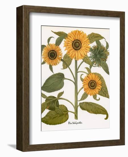 Sunflower-Besler Basilius-Framed Giclee Print