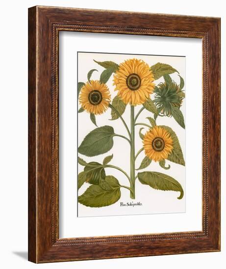 Sunflower-Besler Basilius-Framed Giclee Print