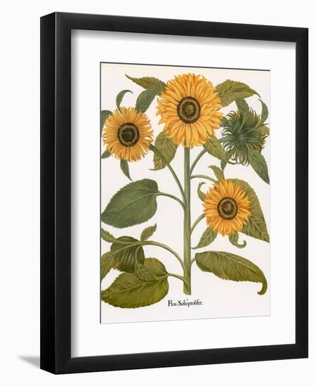 Sunflower-Besler Basilius-Framed Giclee Print