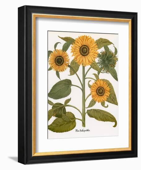 Sunflower-Besler Basilius-Framed Giclee Print